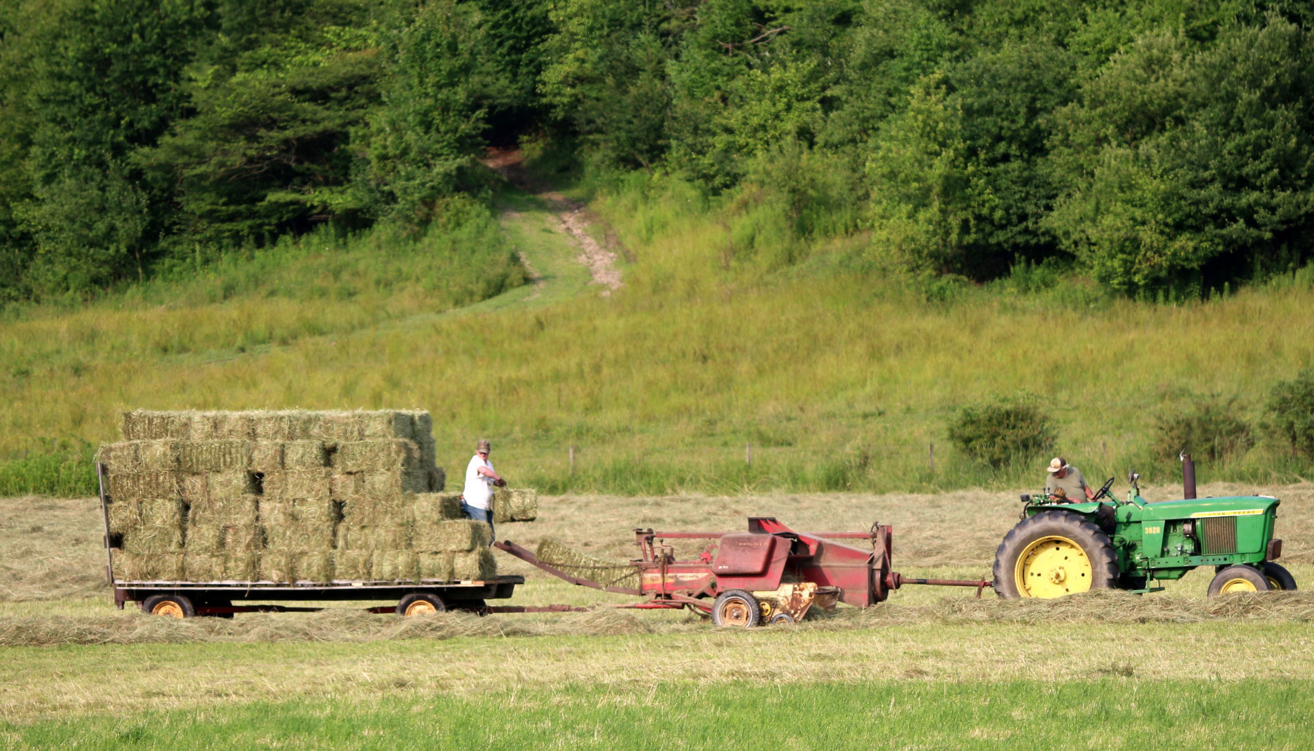 Hay the old-fashioned way